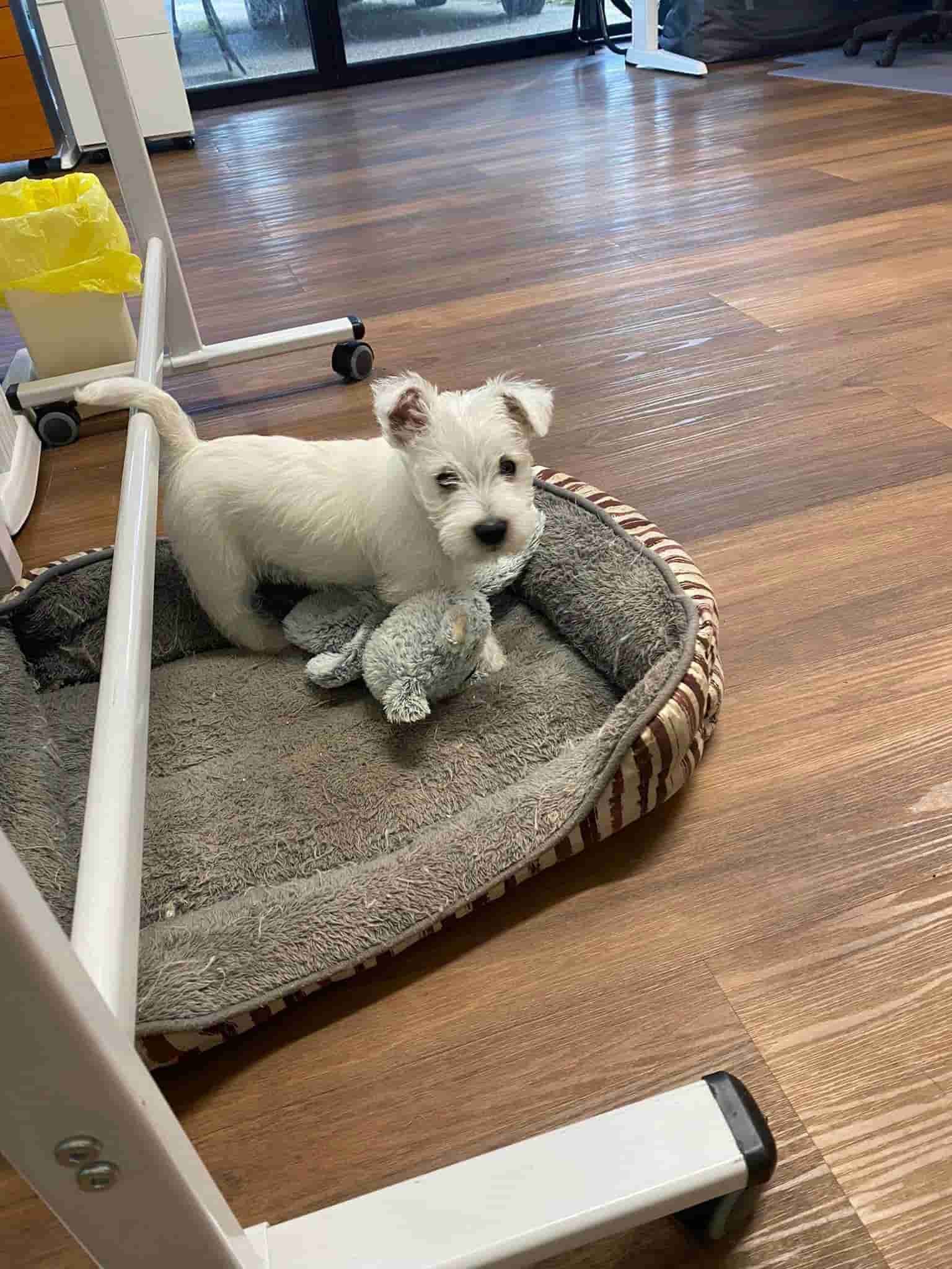 A Small White Dog Is Sitting in A Dog Bed on A Wooden Floor — Westies of the Valley in Oak Valley, QLD