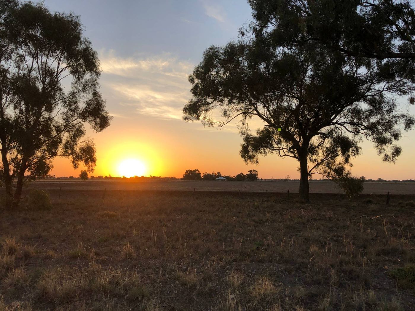 Waratah Golden Retrievers