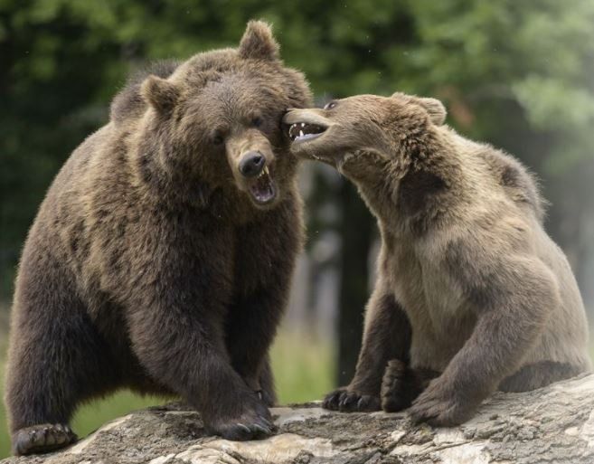 dierenpark han sur lesse