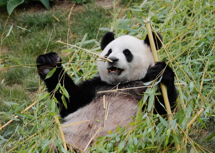 dierentuin pairi daiza