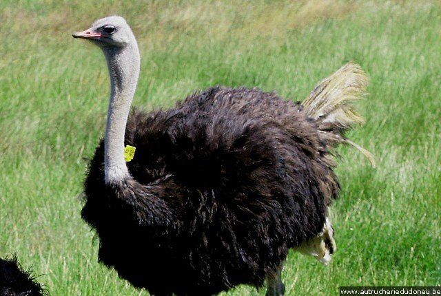 struisvogelboerderij rochefort