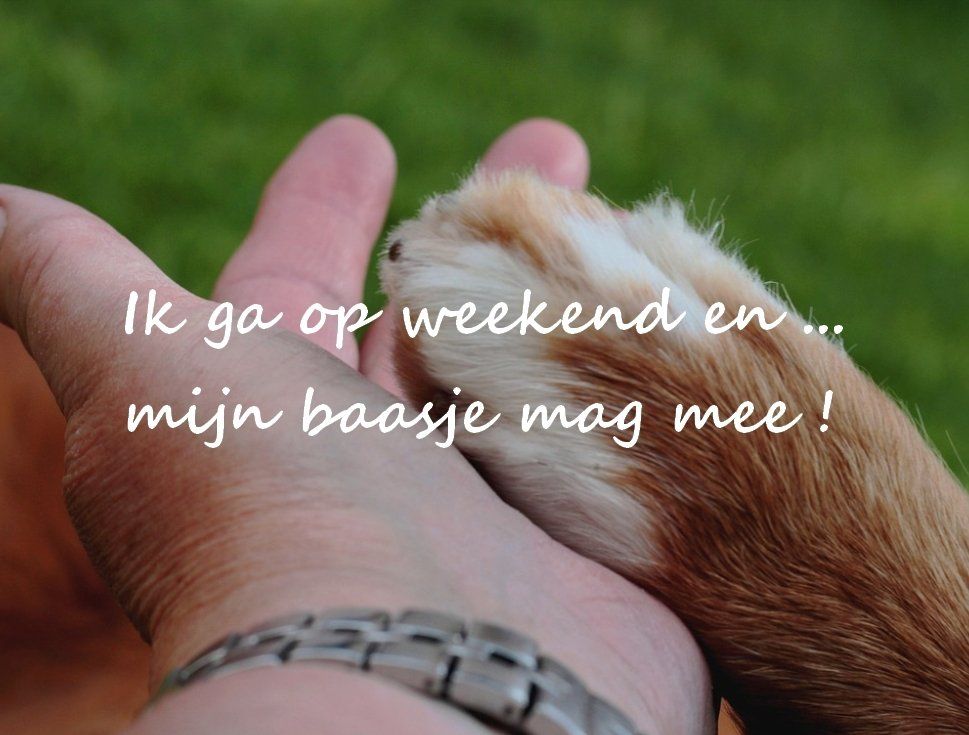 vakantieverblijven huisdieren welkom