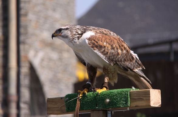 roofvogeldemonstratie