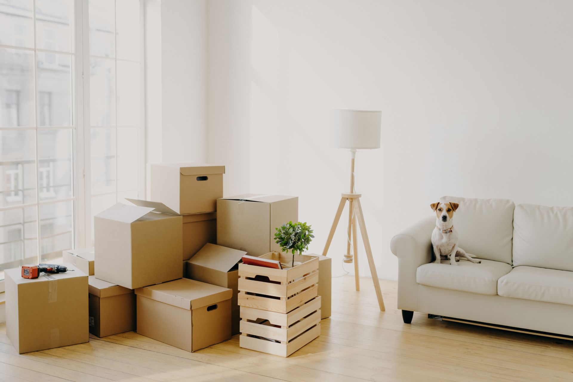 Dog sitting on a couch in a room with moving boxes and a lamp.
