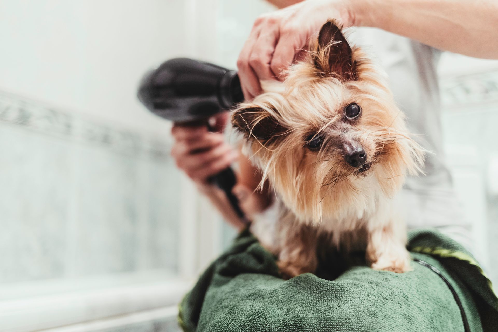 Drying Hair of a Dog - Tooele, UT - Ash’s Little Shop of Howlers