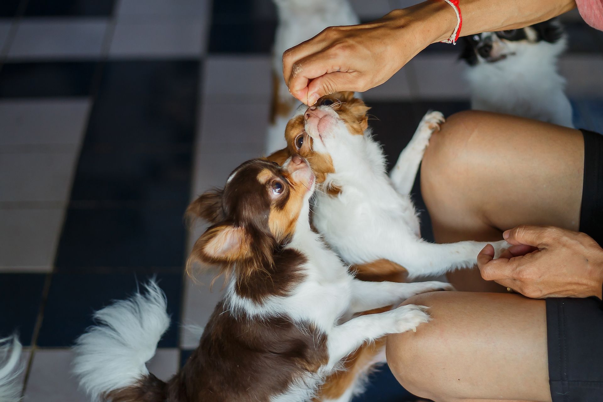 A Person Feeding Small Puppies - Tooele, UT - Ash’s Little Shop of Howlers