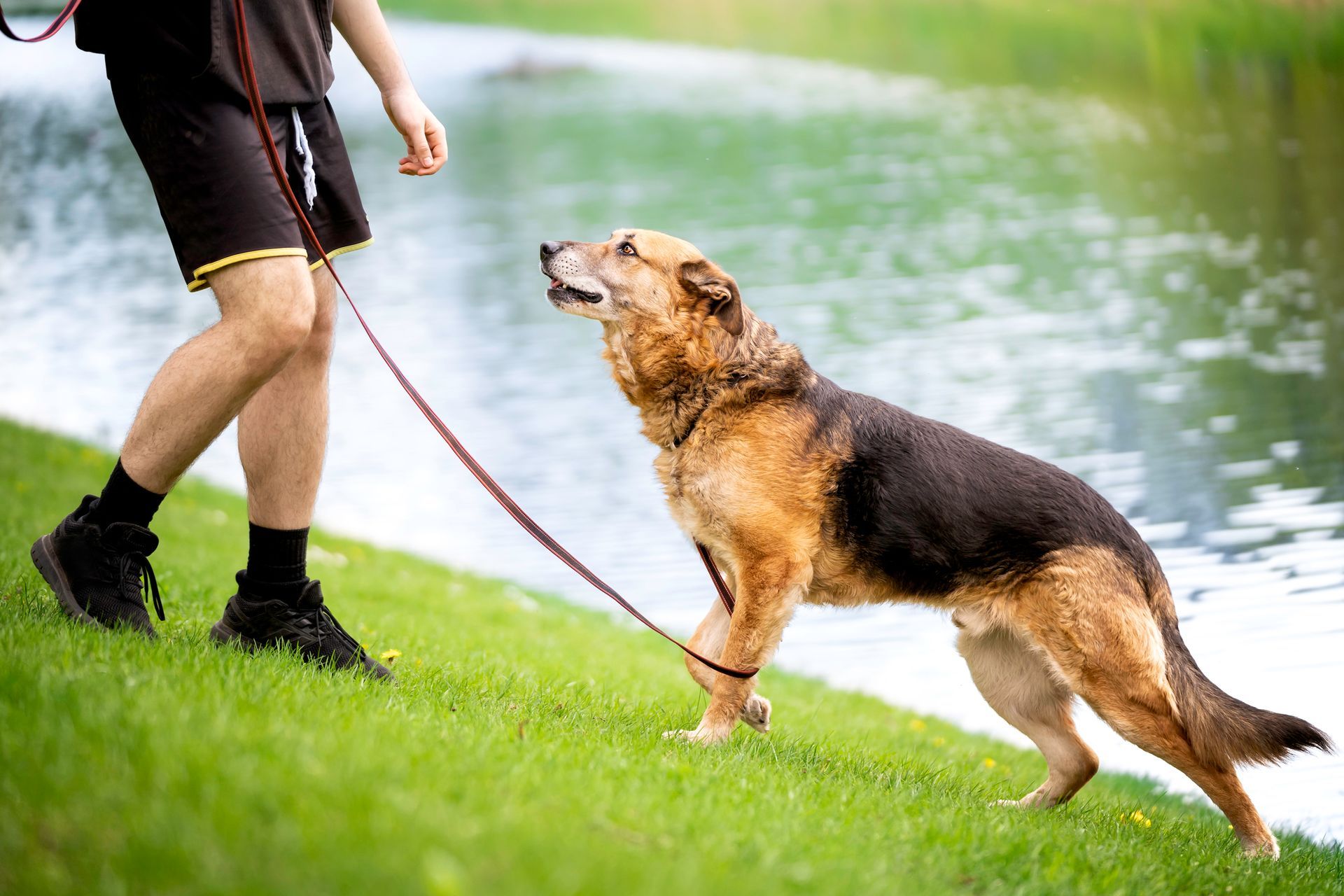 A Man Walking a Dog - Tooele, UT - Ash’s Little Shop of Howlers