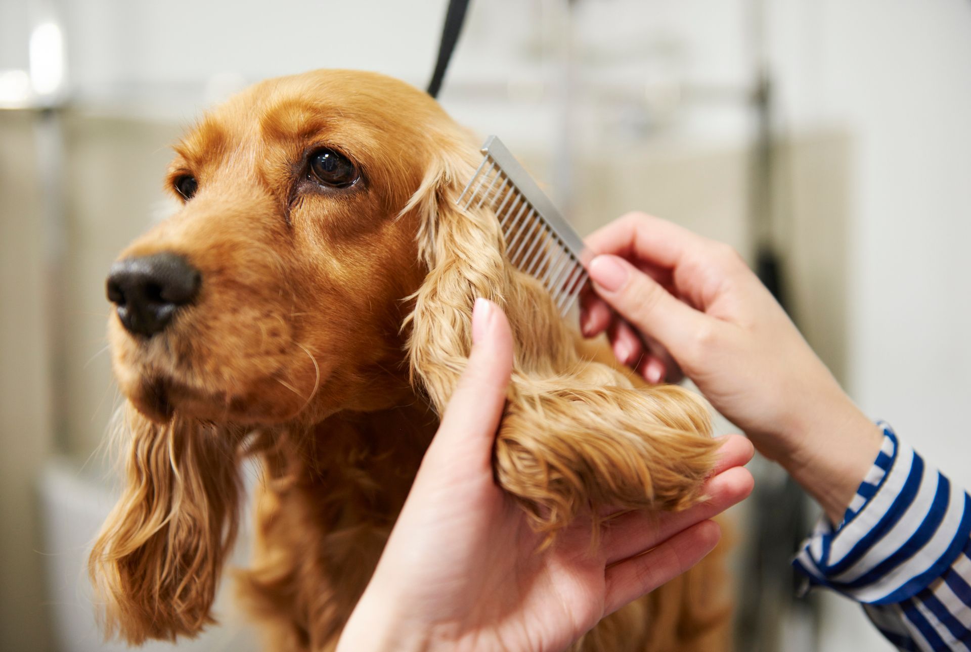 A Person Brushing the Ears or Dog With a Comb - Tooele, UT - Ash’s Little Shop of Howlers