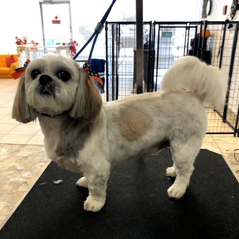 A Small Dog Standing on a Black Mat - Tooele, UT - Ash’s Little Shop of Howlers