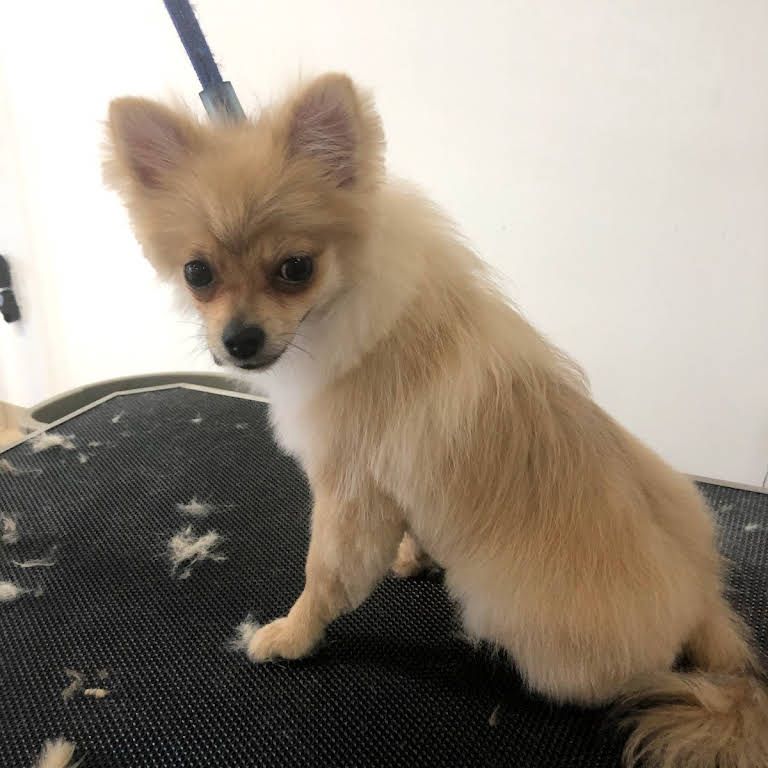 A Small Brown and White Dog - Tooele, UT - Ash’s Little Shop of Howlers