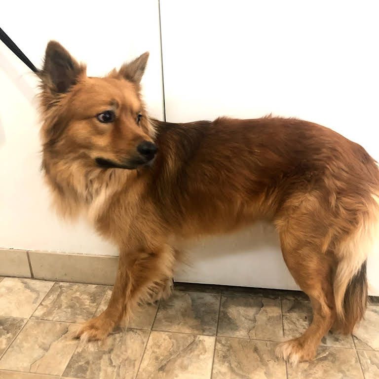 A Brown Dog Standing on a Tiled Floor - Tooele, UT - Ash’s Little Shop of Howlers