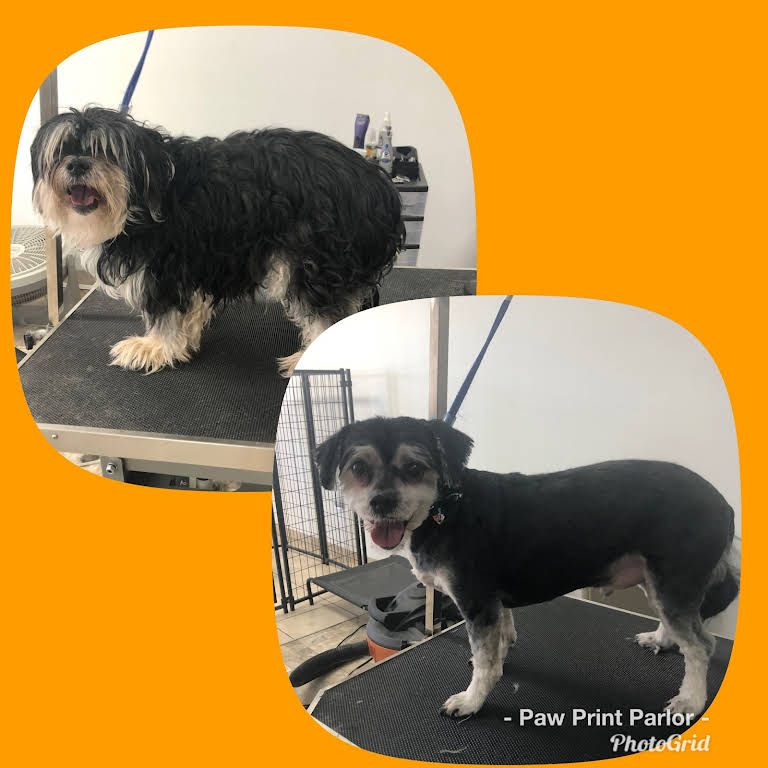 Two Pictures of a Dog Before and After Being Groomed - Tooele, UT - Ash’s Little Shop of Howlers
