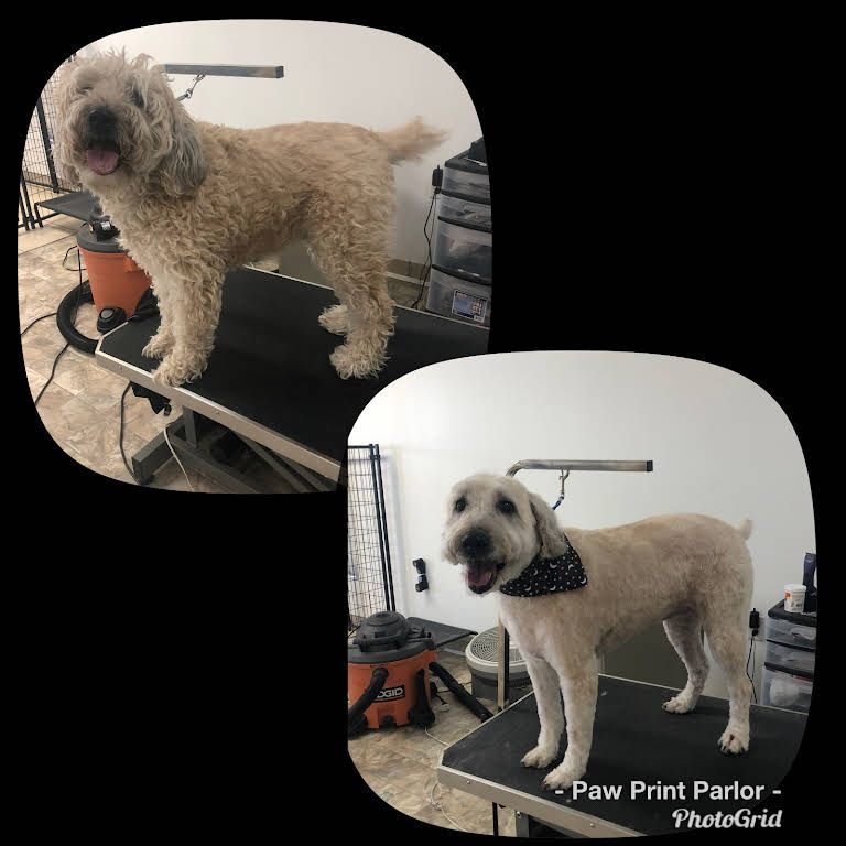 Before and After Dog Haircut - Tooele, UT - Ash’s Little Shop of Howlers