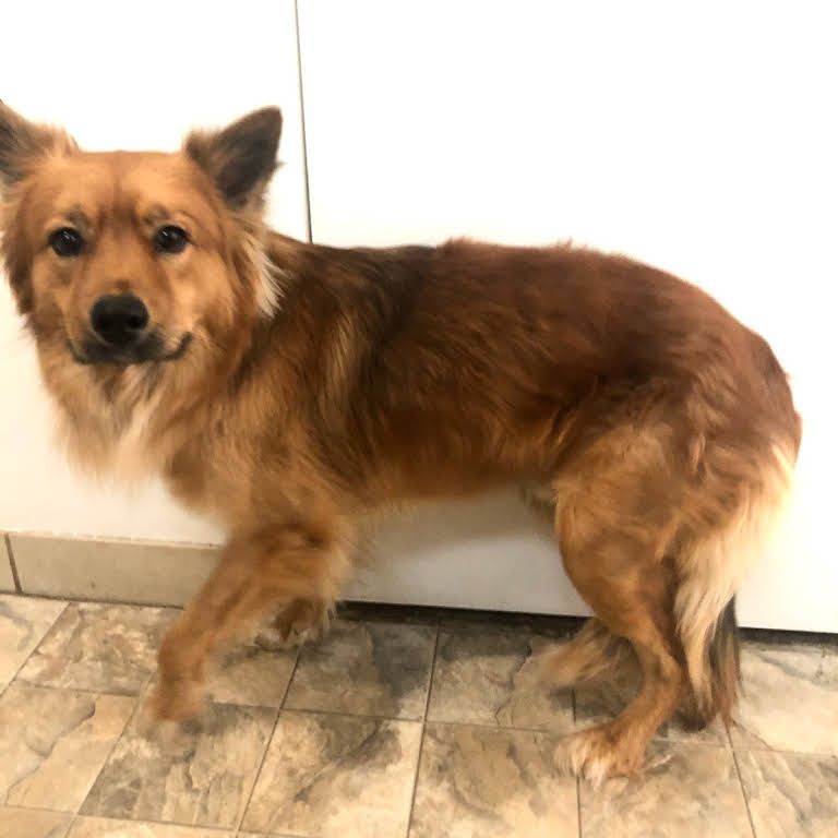 A Brown Dog - Tooele, UT - Ash’s Little Shop of Howlers