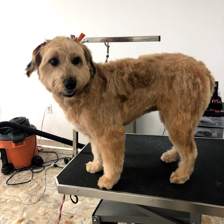 A Small Brown Dog Standing on a Grooming Table - Tooele, UT - Ash’s Little Shop of Howlers