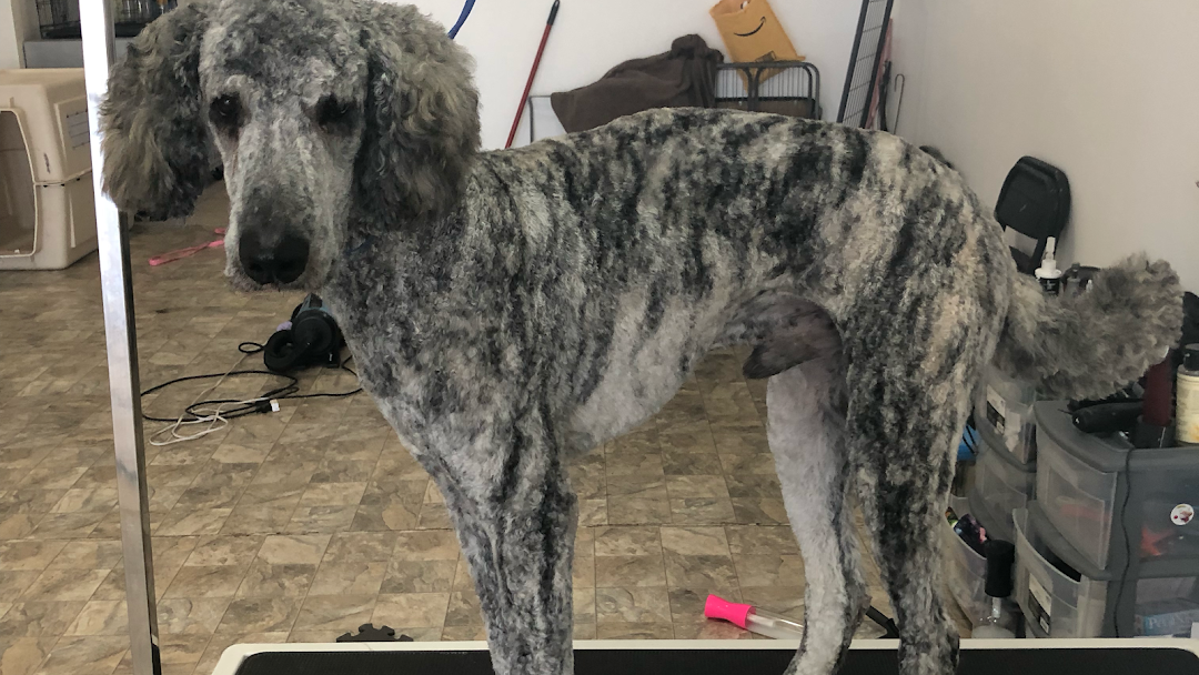 A Grey Dog - Tooele, UT - Ash’s Little Shop of Howlers