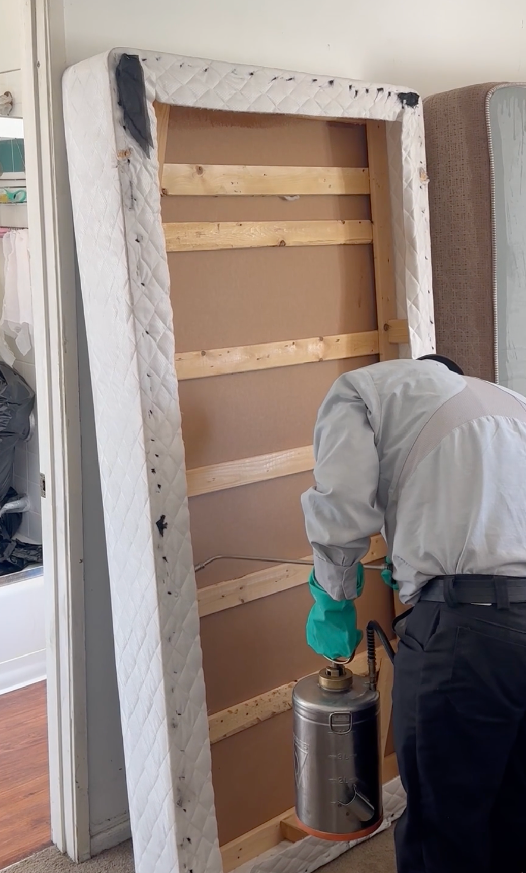 bed bug removal