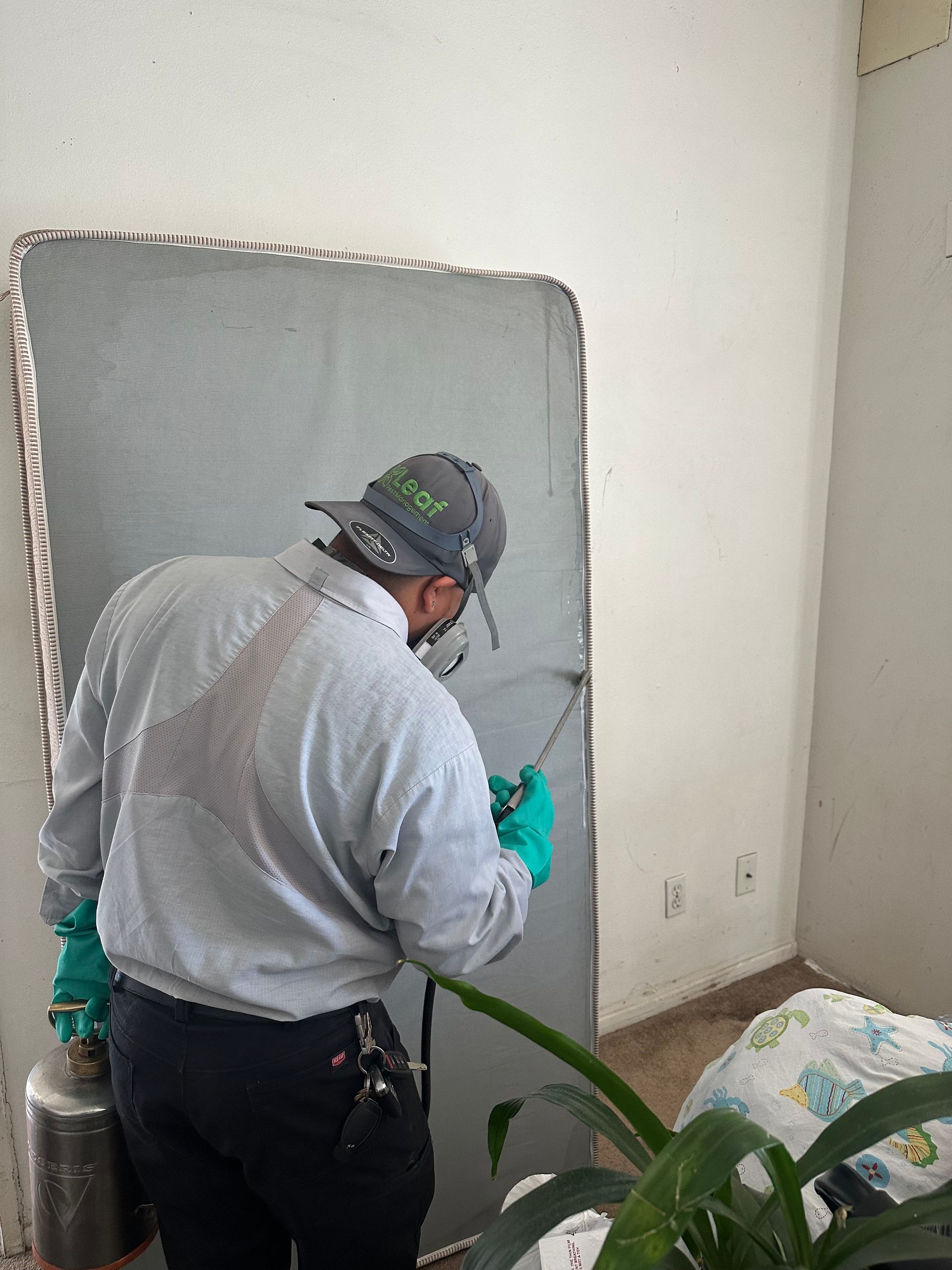 bed bug removal
