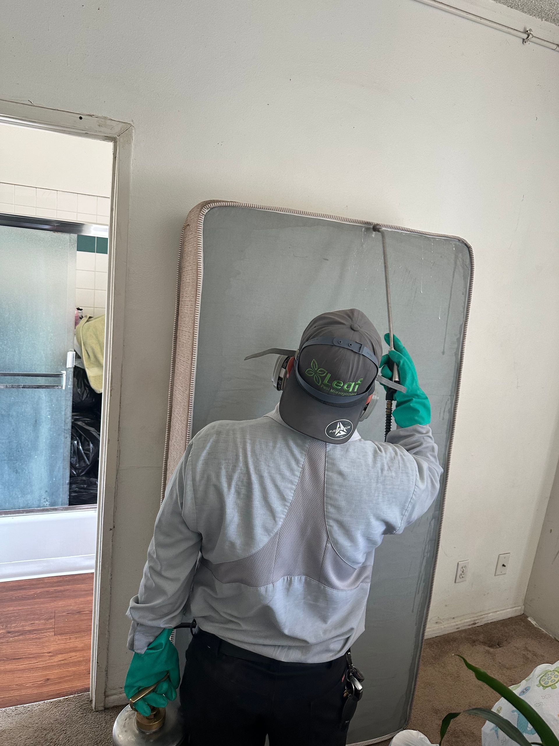 bed bug removal
