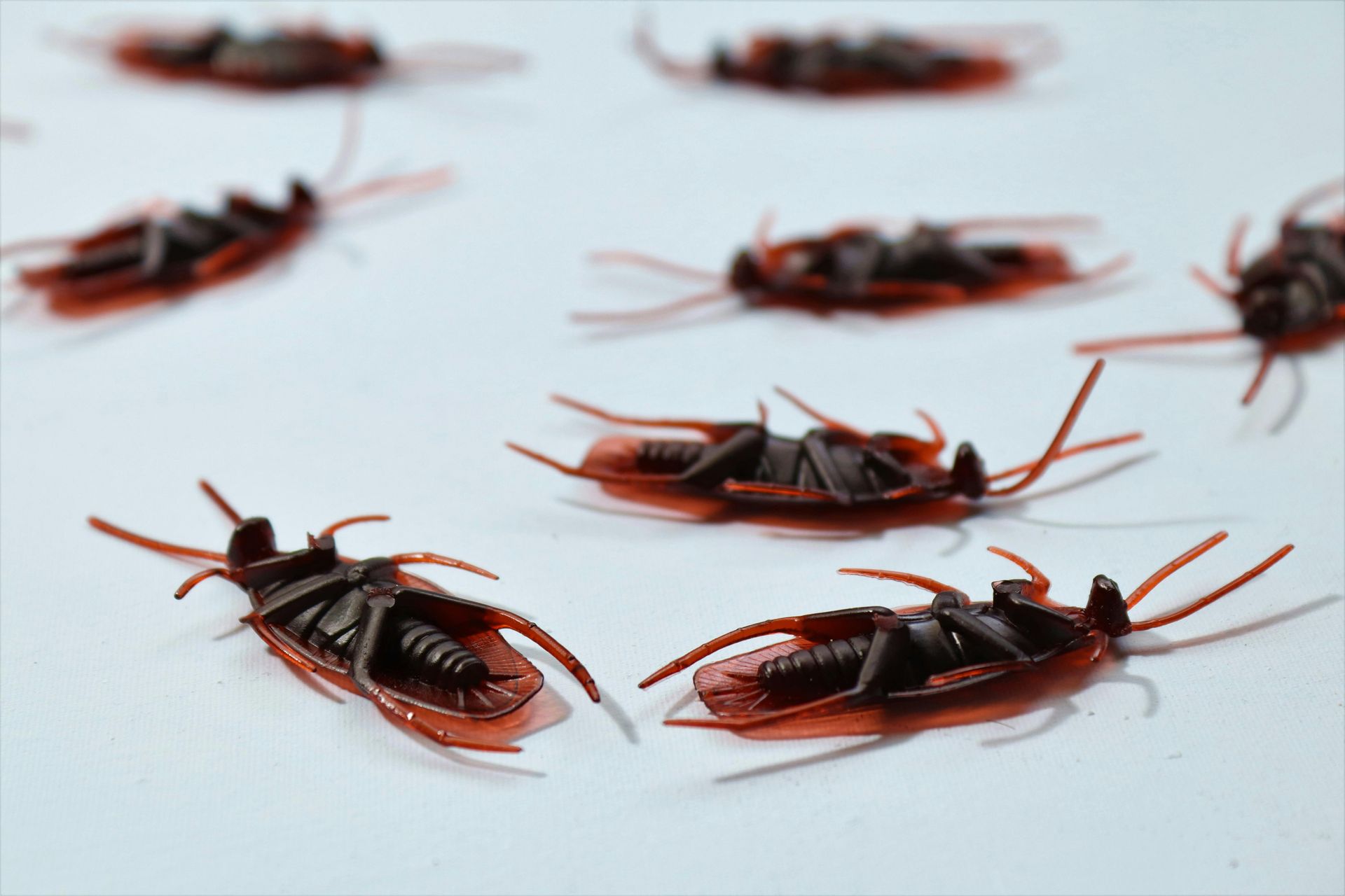 Several red-and-black cockroaches crawling on a white surface
