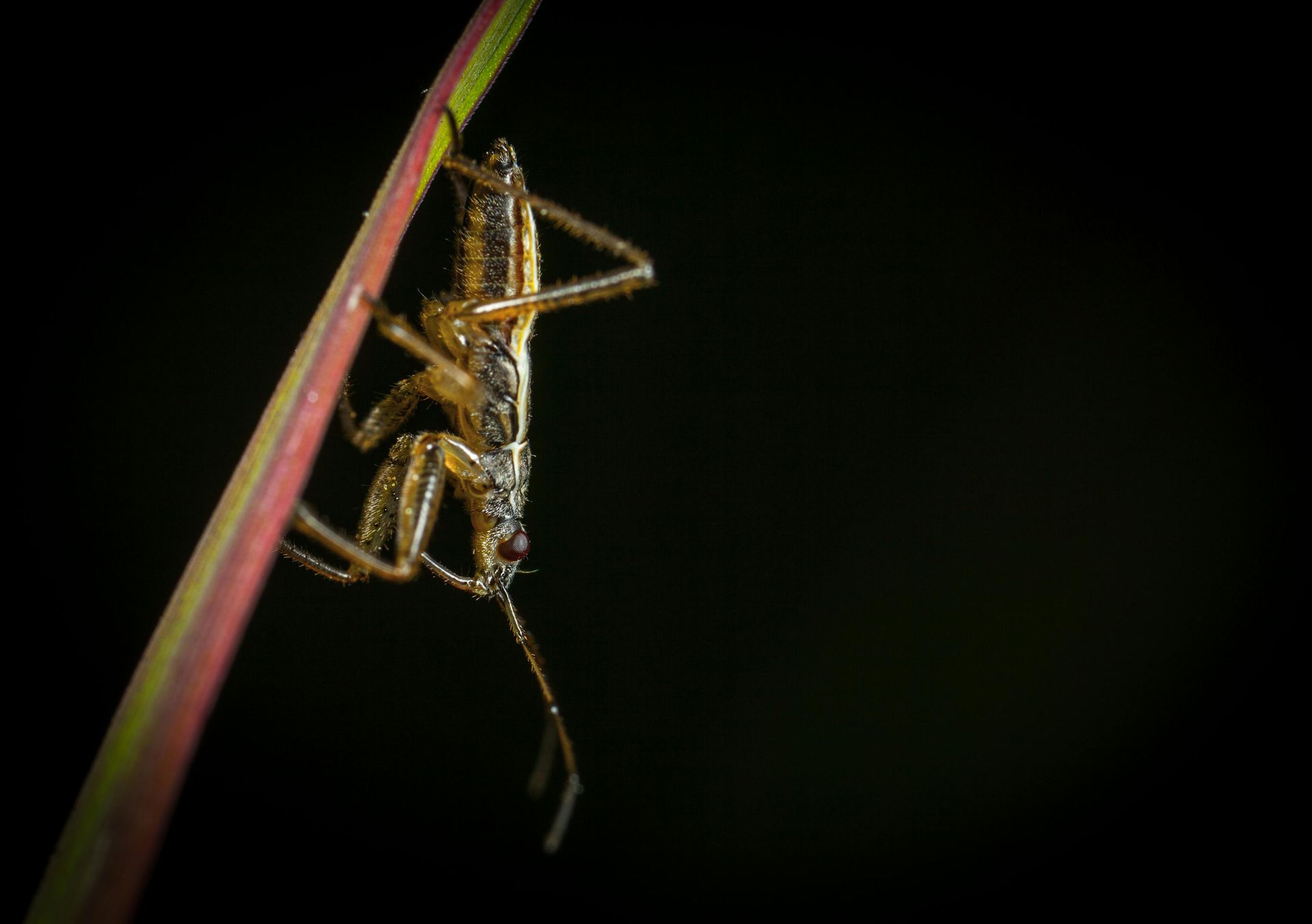 types of ant queens