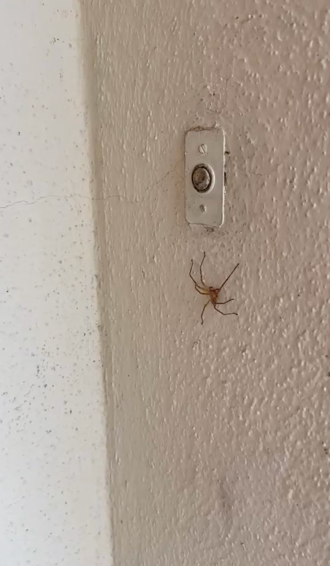 spider web infestation