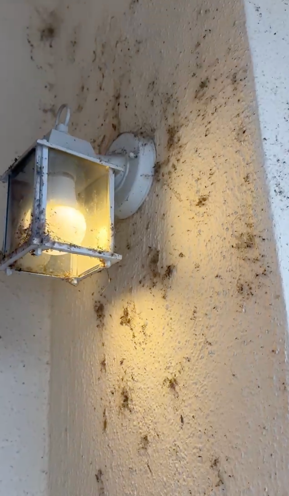 spider web infestation