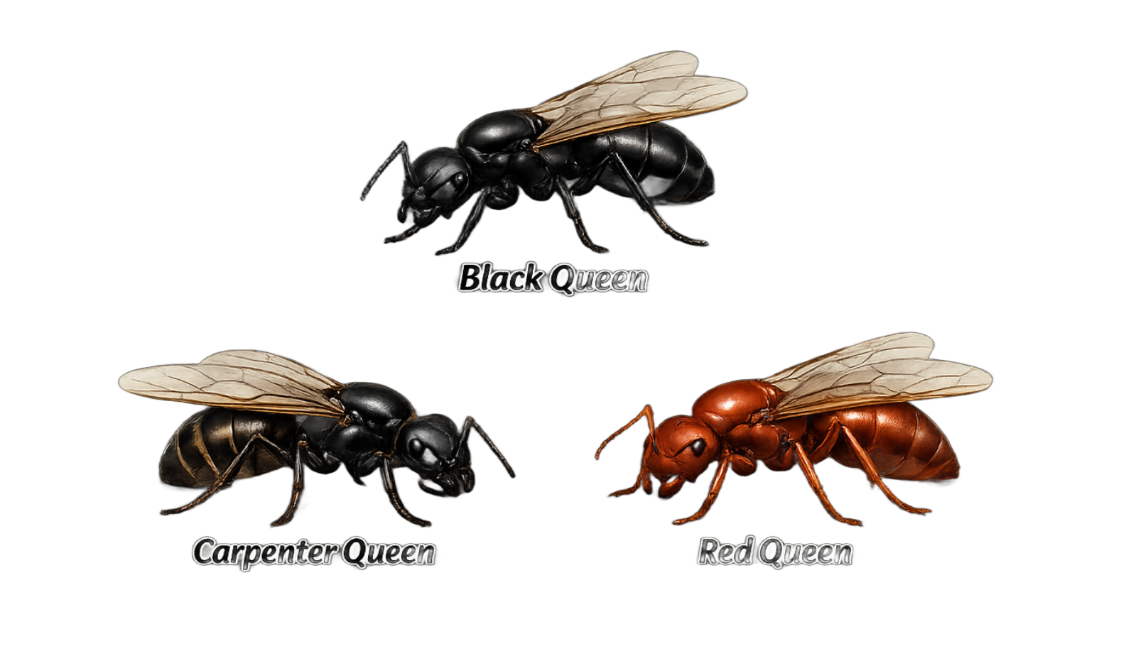 types of ant queens