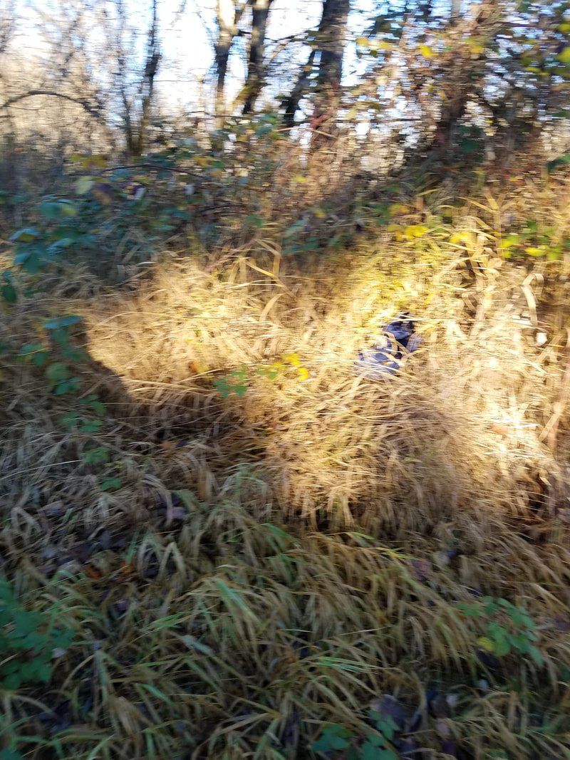 A dog is standing in the grass in the woods.