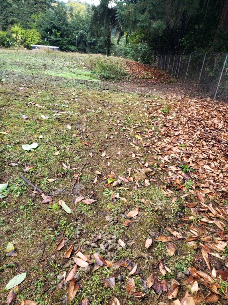 A field covered in leaves and grass with a fence in the background.