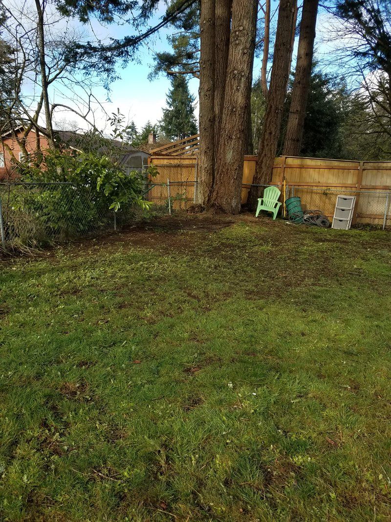 A backyard with a wooden fence , chairs , and trees.