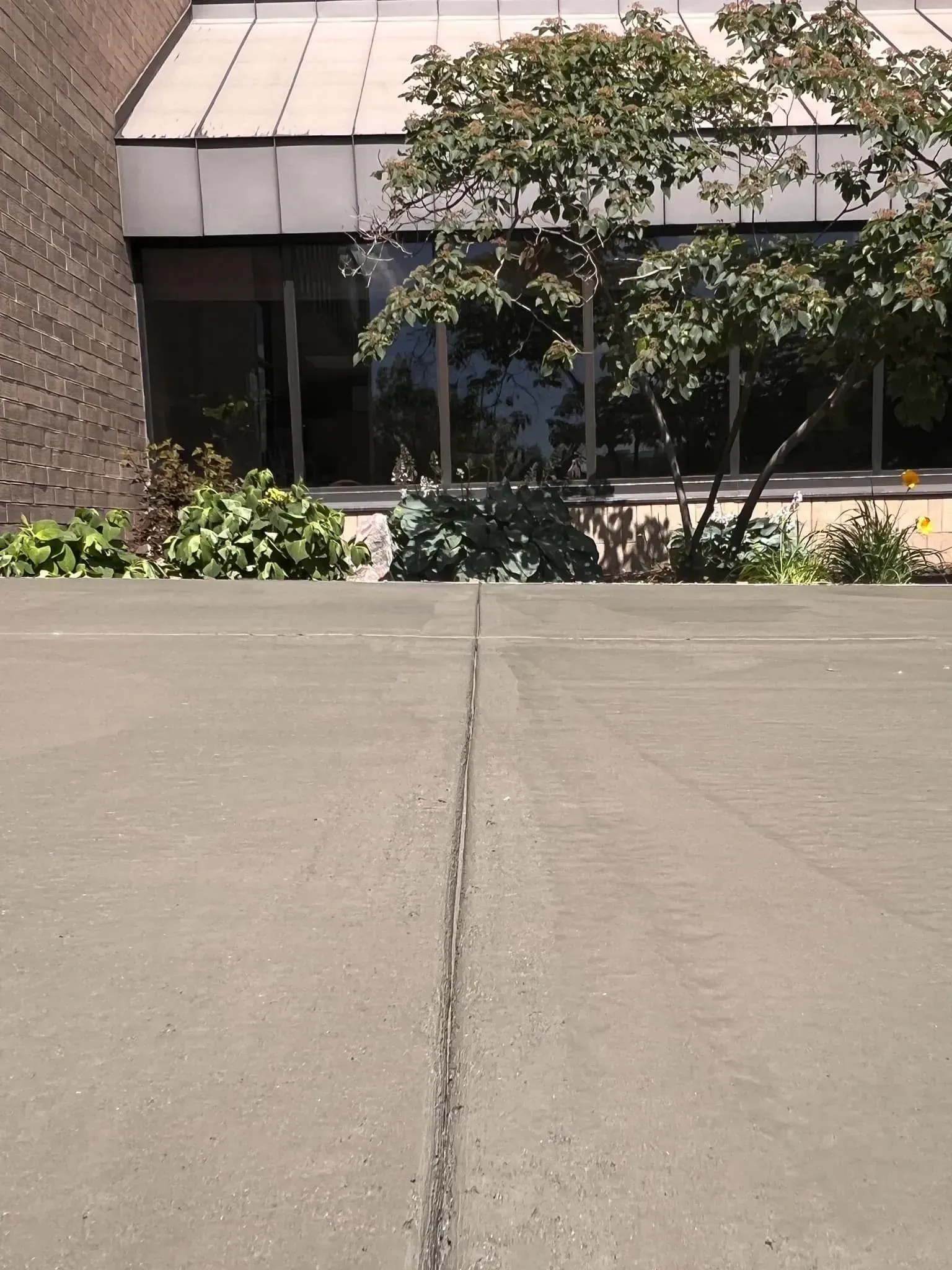 Exterior shot of a concrete walkway with a deep crack, leading to a building with a tree in front.