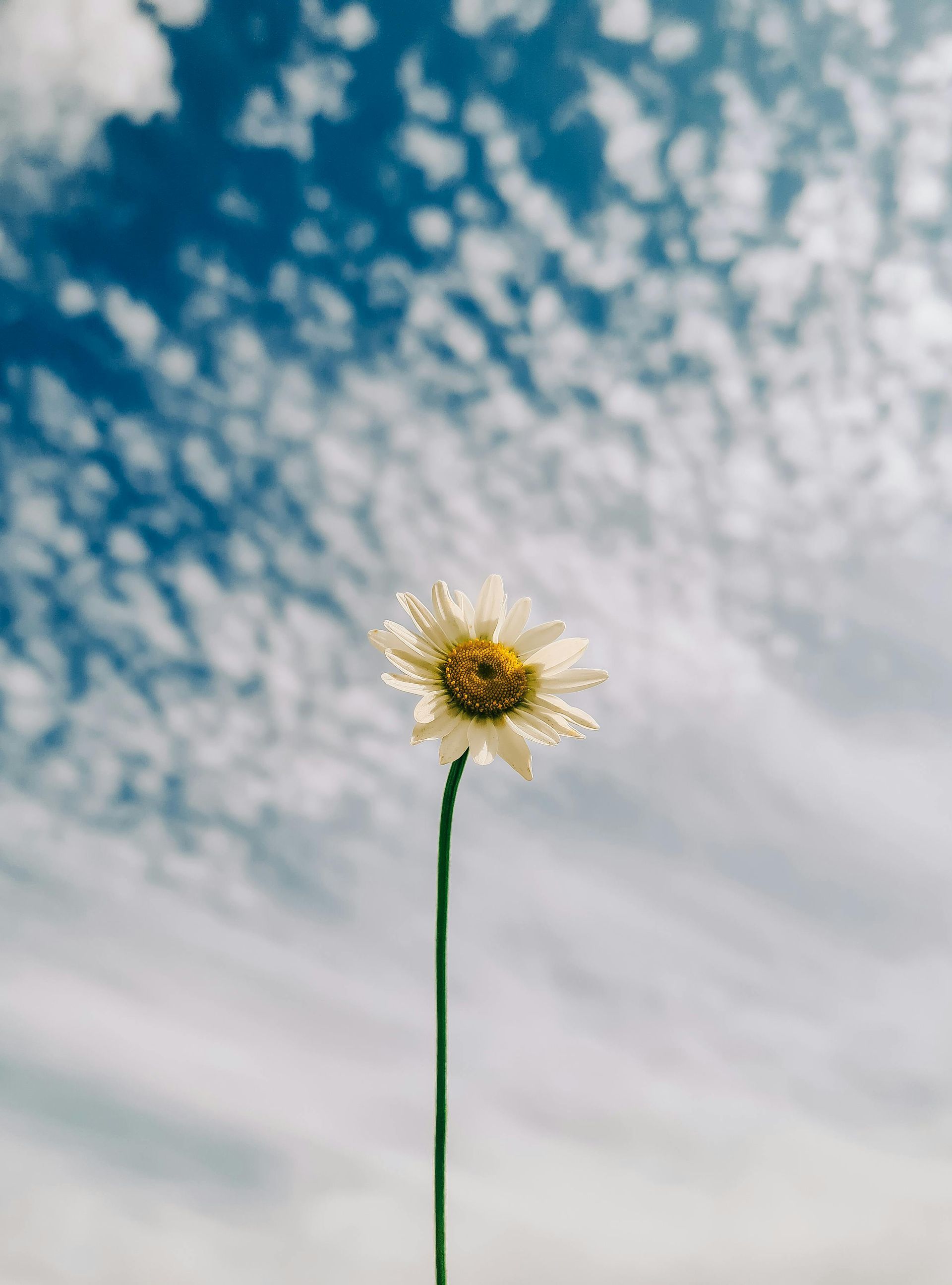 Teal couch with pink telephone and notebook on it. Small wooden table on right.