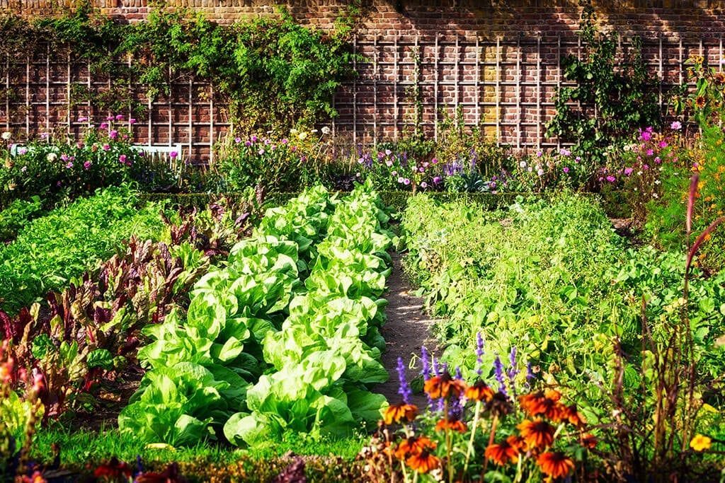 Lush garden bed with rows of green vegetables, colorful flowers, and a wooden lattice backdrop.