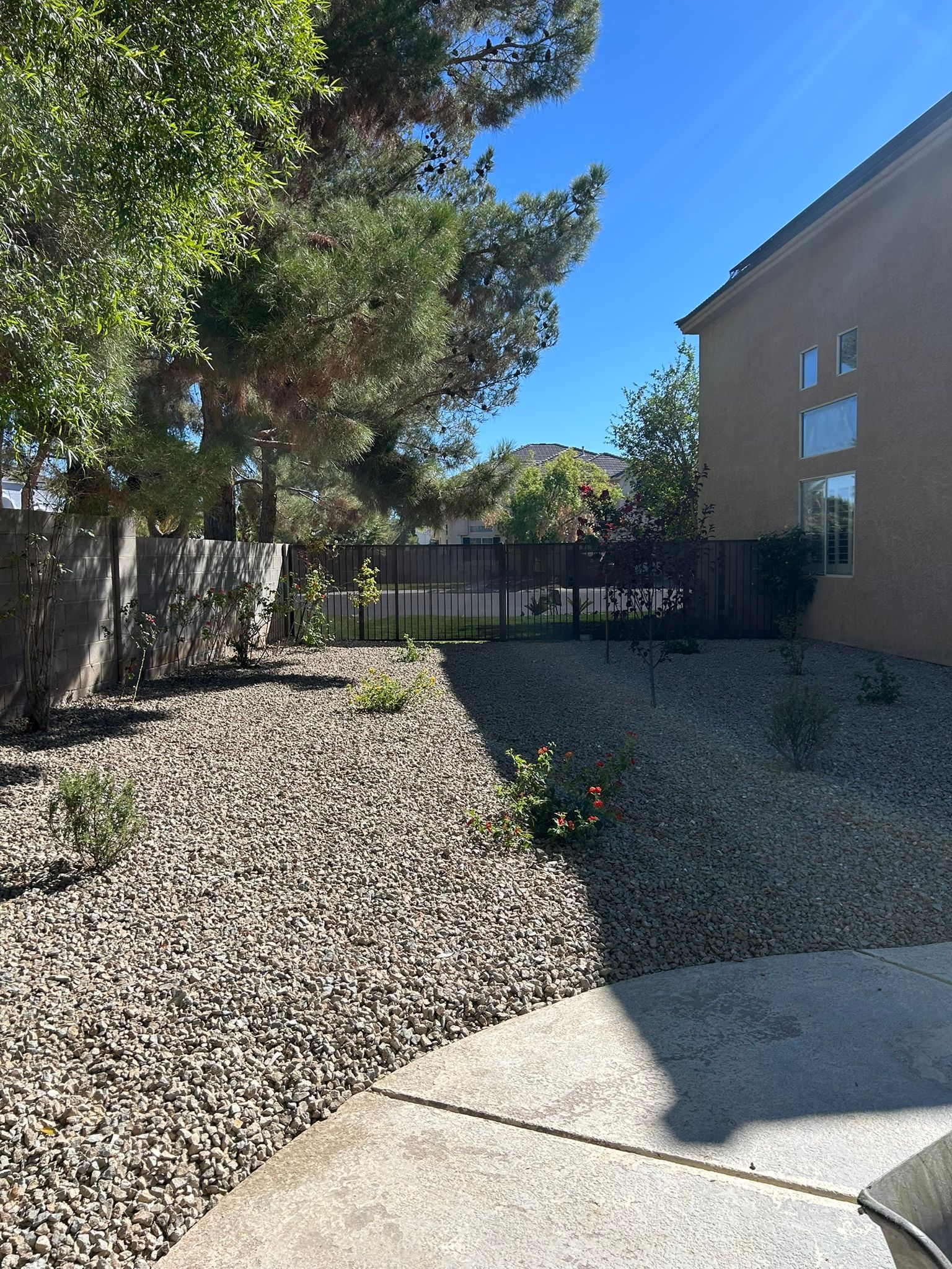 Backyard with rock landscaping, fence, trees, and house under a blue sky.