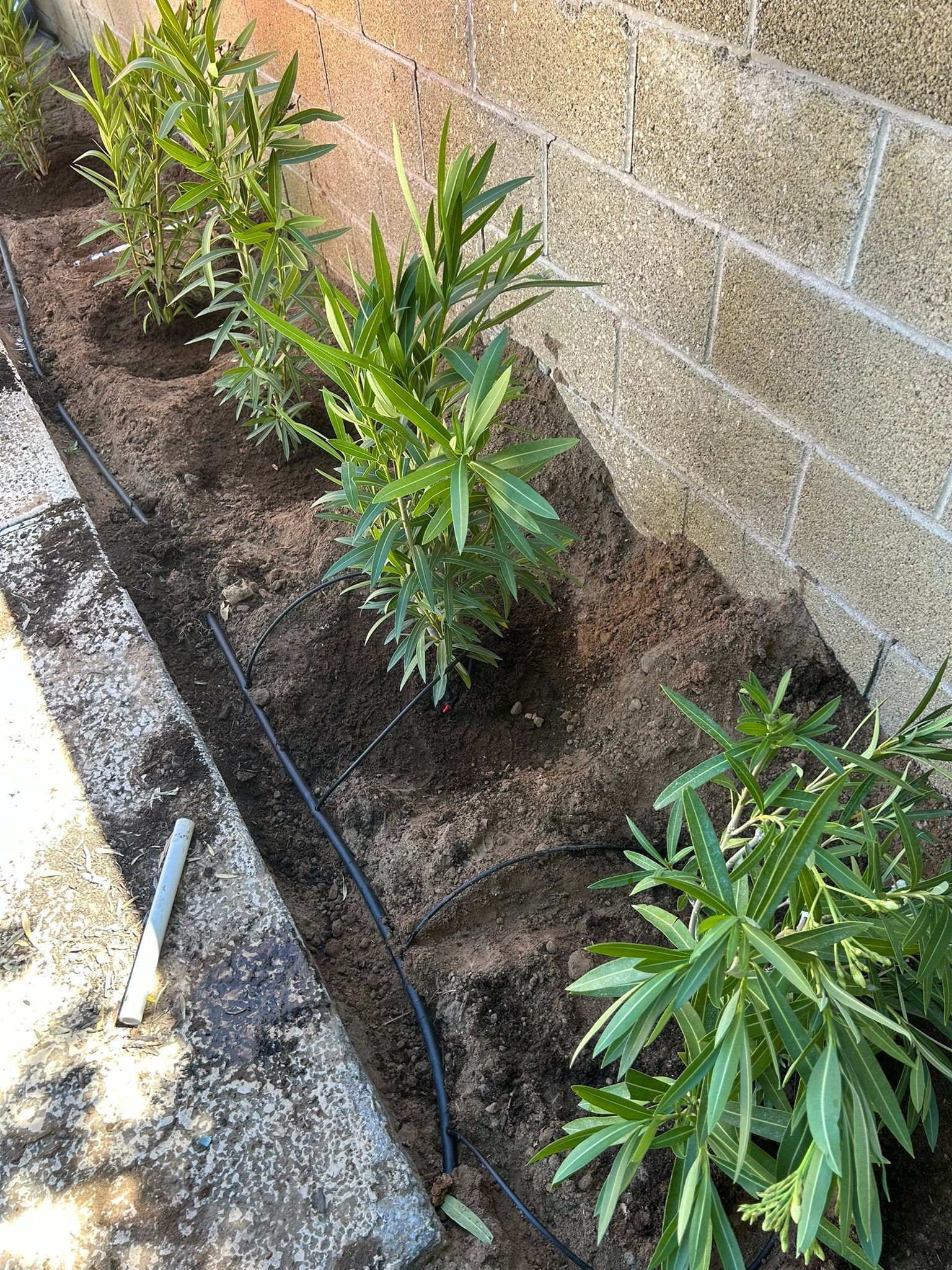 Drip irrigation installation for desert landscaping in Las Vegas