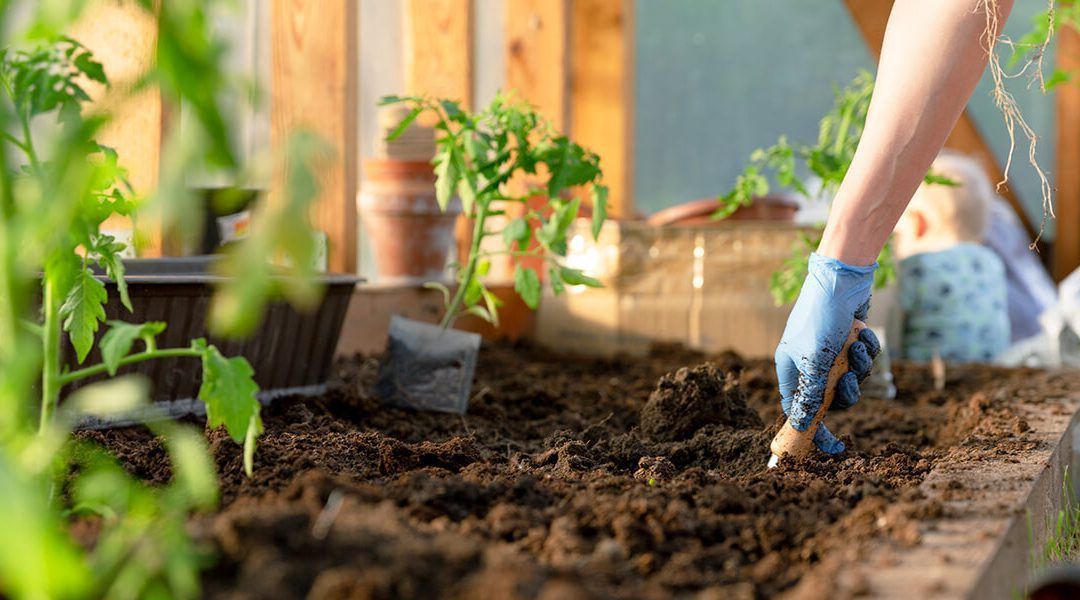 Person in blue gloves planting a seed in dark soil inside a greenhouse.