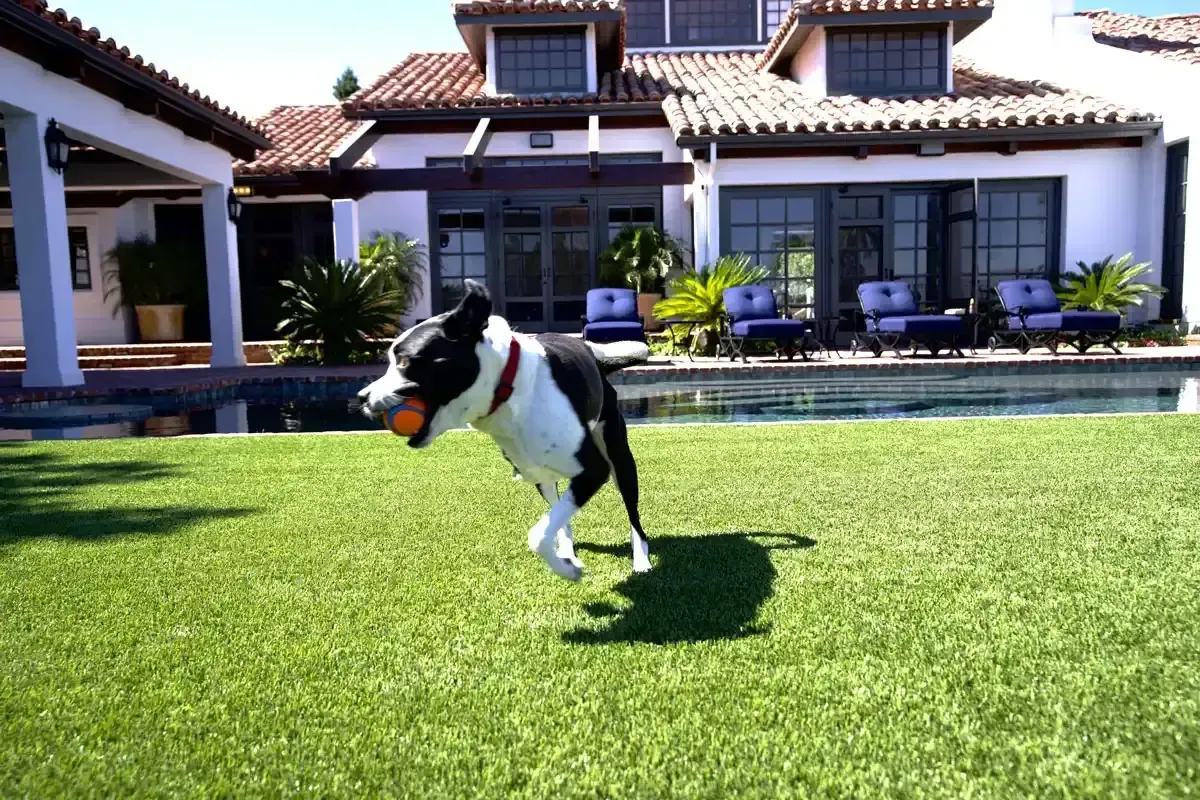 Dog runs on green lawn, carrying a ball, in front of a house with a pool.