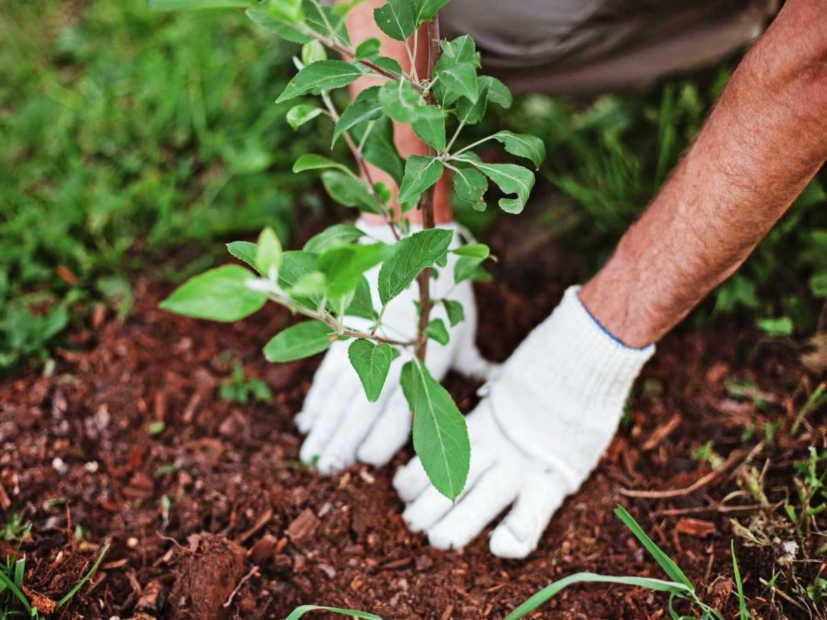 Person in white gloves planting a young tree in brown soil, surrounded by green grass.