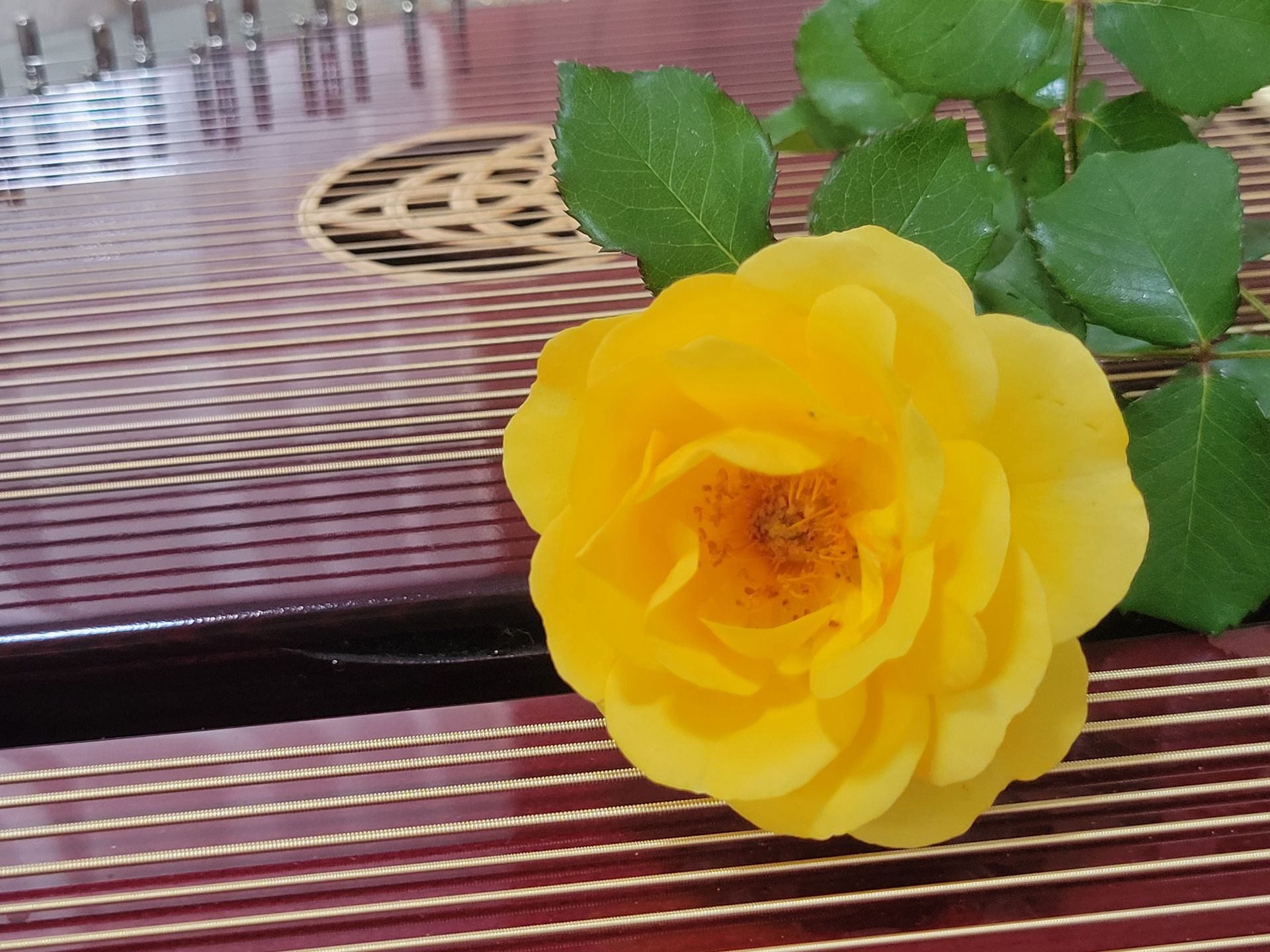 Therapy Harp with Yellow Rose