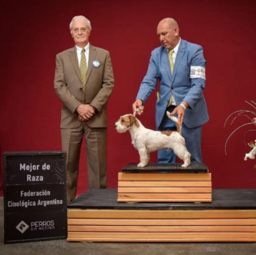 Exposición canina con juez, guía y un Jack Russell Terrier en una plataforma de madera; fondo rojo.