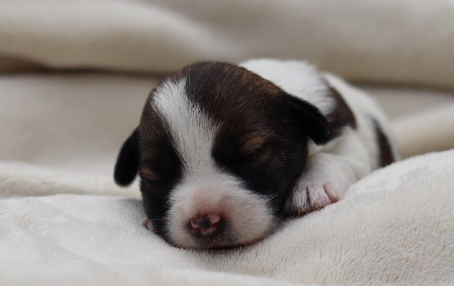 Cachorro recién nacido, de color marrón y blanco, durmiendo sobre una manta de color crema.