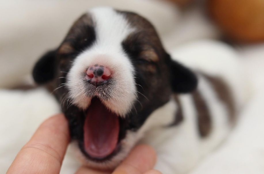 Un cachorro recién nacido bosteza ampliamente, sostenido suavemente por una mano; orejas negras, pelaje marrón y blanco.