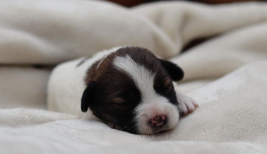 Cachorro recién nacido, marcas blancas y marrones, durmiendo sobre manta blanca.