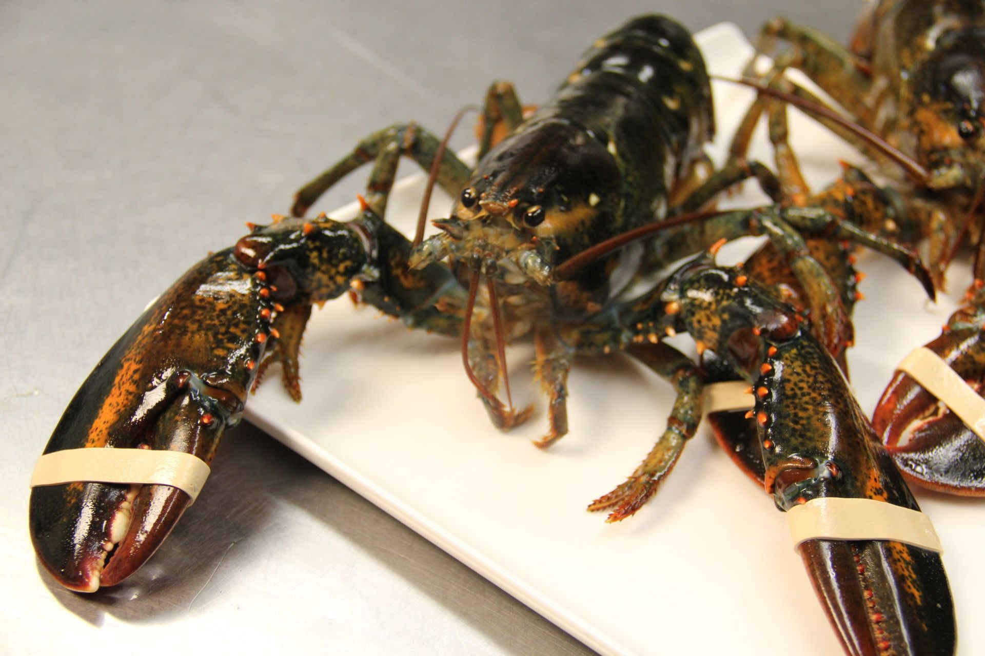 Three lobsters are sitting on a white plate on a table.