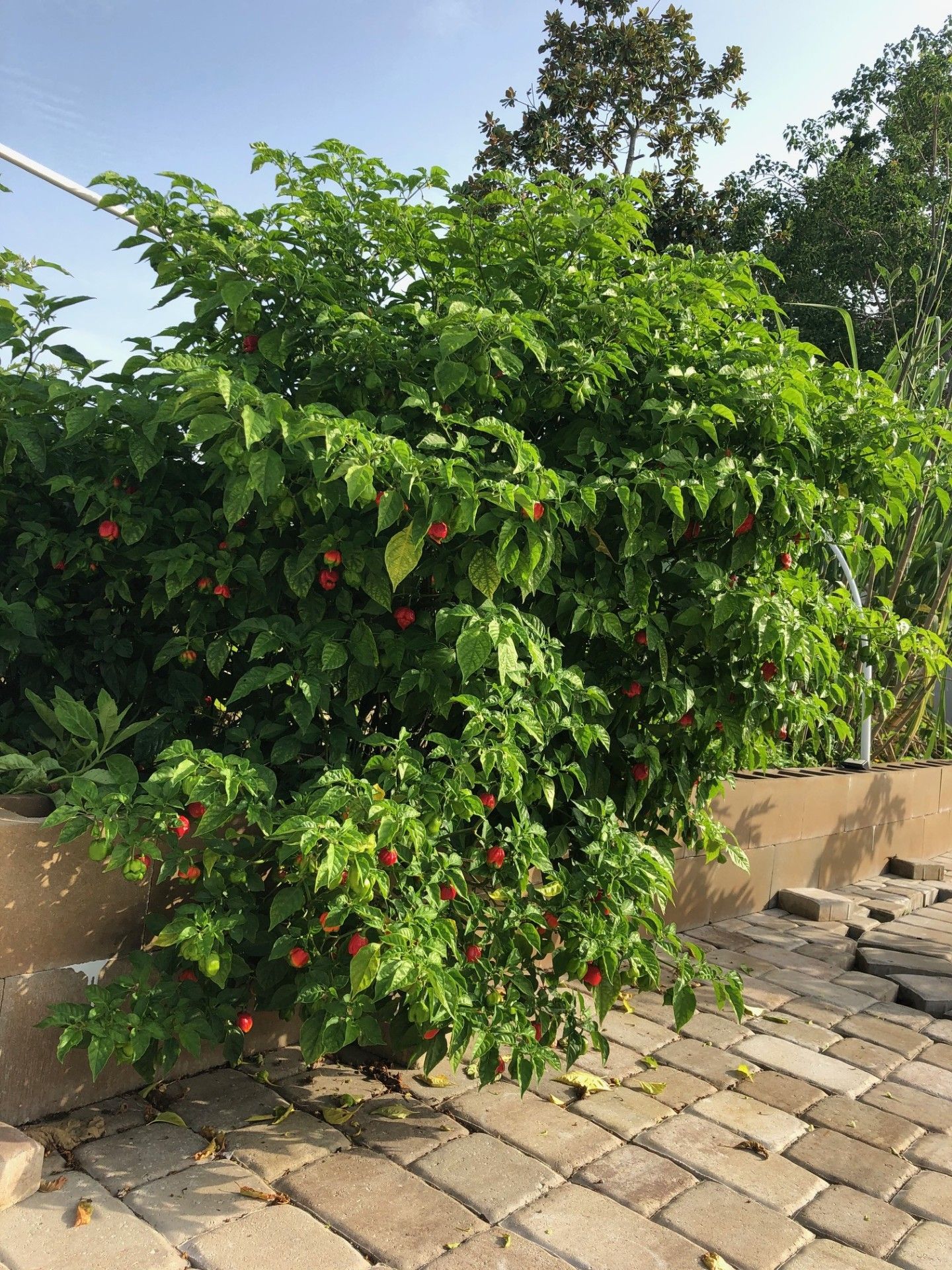 A bush with red berries and green leaves is growing on a brick sidewalk.