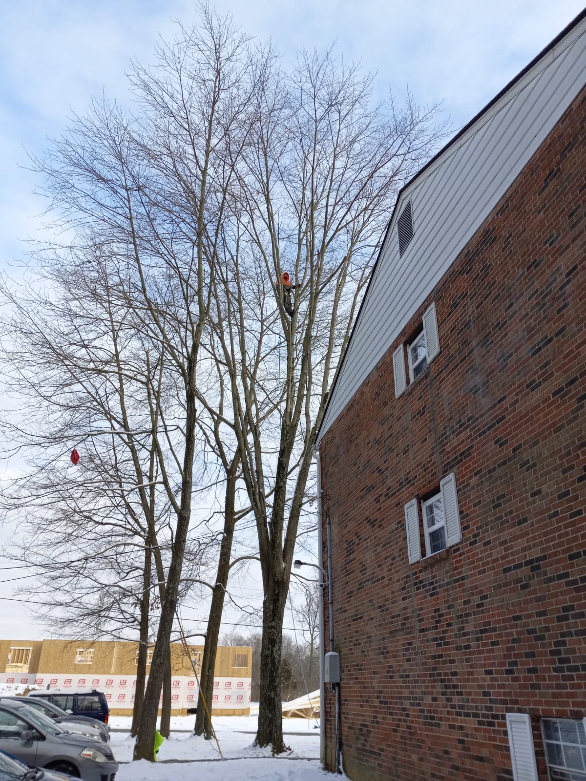 Tree Trimming Beside the House — Cincinnati, OH — Rojas Chops Tree Service LLC