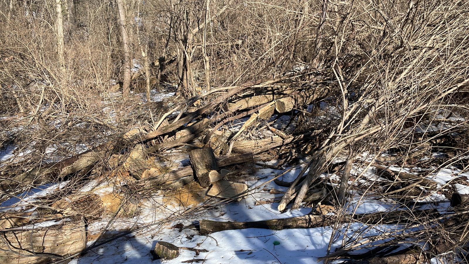 Tree Branches — Cincinnati, OH — Rojas Chops Tree Service LLC