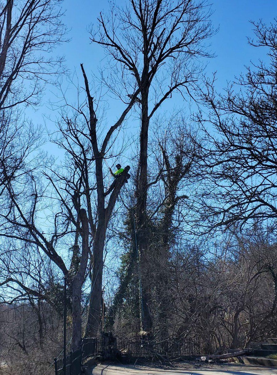 Tree Removal Beside the Fence — Cincinnati, OH — Rojas Chops Tree Service LLC