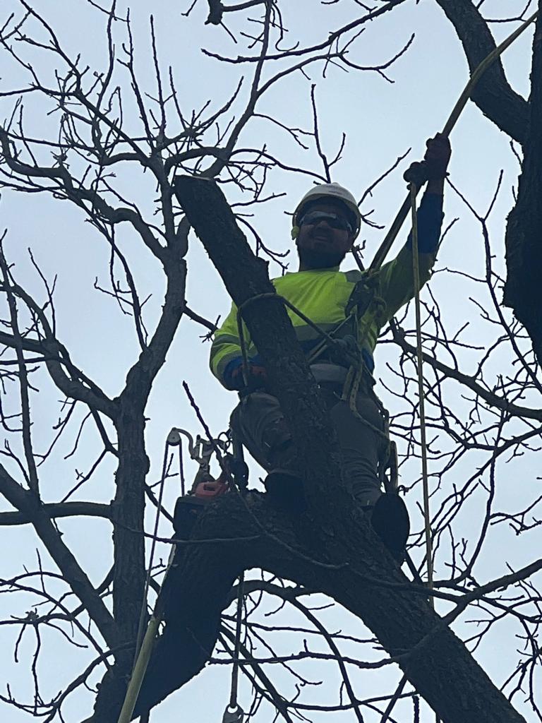 Man Wearing Safety Harness — Cincinnati, OH — Rojas Chops Tree Service LLC